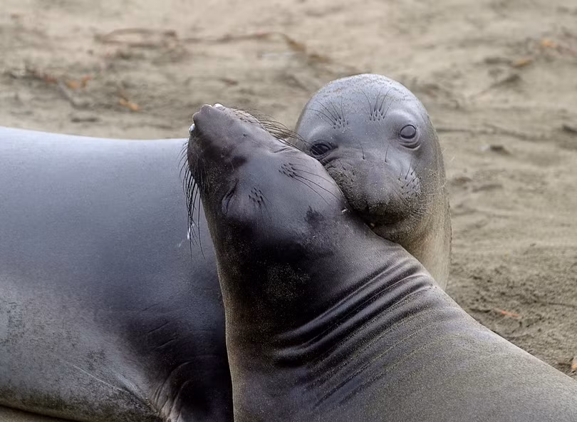 Káº¿t quáº£ hÃ¬nh áº£nh cho ANIMALS 20 Animal Couples That Prove Love Does Exist By 5FUNFACTS November 8, 2018 No Comments Share Tweet Google+ + True love does exist. From a pair of butterflies to a couple of gorgeous penguins, the animal kingdom gives us amazing examples of heartfelt, inseparable couples who show us that âhappily ever afterâ is not just a fairytale. You just canât deny the magic and power of love when you look at this. 5 Fun Facts has put together a compilation of stunning images which display love in its truest form. Scroll down at your own risk â theyâre likely to melt your heart. 1. These adorable parrots look absolutely gorgeous together! 2. A sweet moment shared by a lynx coupleâ¦this will make anyoneâs heart melt. 3. Nothing like an evening by the lake with the one you loveâ¦especially for a swan! 4. This lion couple shows us that love is about seeing a whole new world together, even with your eyes closed. Â© Giuseppina Vitalia / Fauna Image 5. A loving snuggle is âowlâ you need in life. Â© Judah Zada / One Big Photo 6. A butterfly couple sharing the sweet nectar of love. 7. A snow leopardâs version of âkiss and make upâ 8. An earnest hug is the best way to say âI love you.â 9. Flamingos donât need to struggle to prove their love â by just looking into each otherâs eyes they create the shape of a âheartâ between them! 10. A romantic kiss shared by a black-browed albatross couple 11. Having a shoulder to lean onâ¦now thatâs what love is all about