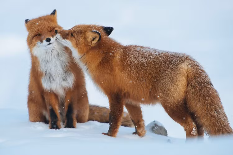 animal-love-2