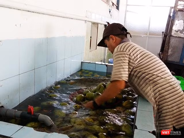 Xoài đưa đưa thẳng về nhà máy và bắt đầu công đoạn sơ chế: Rửa sạch. Xoài đưa đưa thẳng về nhà máy và bắt đầu công đoạn sơ chế: Rửa sạch.