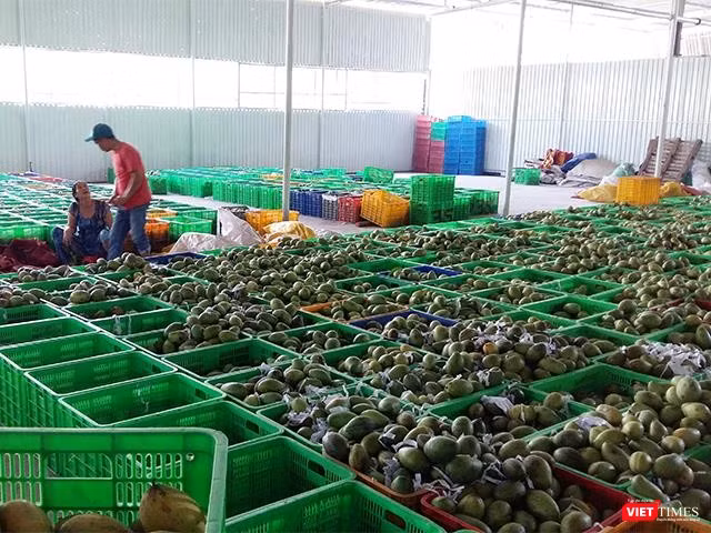 Xoài vừa nhập về chuẩn bị đưa vào khâu sơ chế. Xoài vừa nhập về chuẩn bị đưa vào khâu sơ chế.