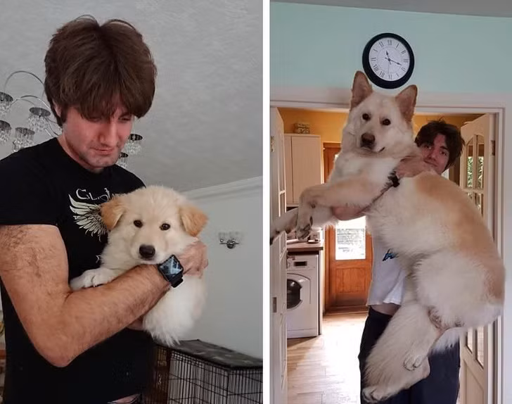 15 bức ảnh cảm động về quá trình trưởng thành của cún con ảnh 3 15 bức ảnh cảm động về quá trình trưởng thành của cún con ảnh 3
