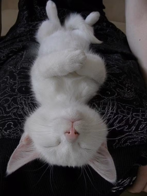 HÃ¬nh áº£nh Kitty cáº§u nguyá»n