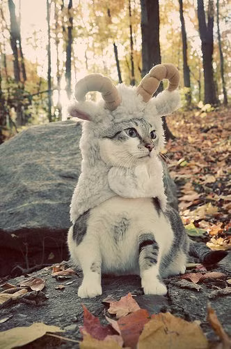 HÃ¬nh áº£nh con mÃ¨o phĩAªu lÆ°u