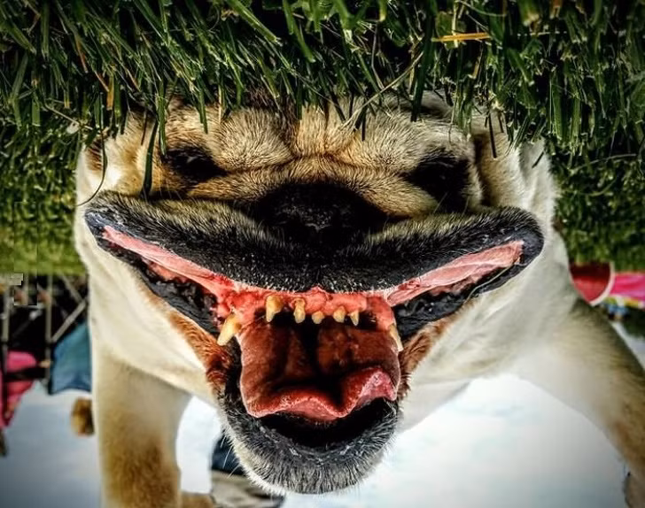 15 hình ảnh về chó Bully khiến bạn mỉm cười ảnh 11 15 hình ảnh về chó Bully khiến bạn mỉm cười ảnh 11