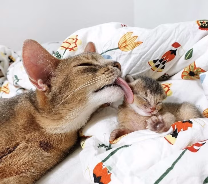 15 hình ảnh vui nhộn chứng minh mèo là diễn viên xuất sắc nhất ảnh 13