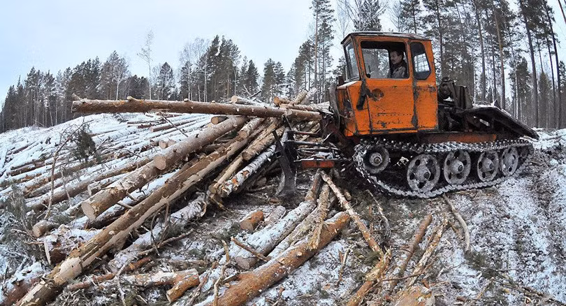 Nạn chặt phá rừng bừa bãi của thương nhân Trung Quốc đang trở thành vấn nạn ở Siberia và Viễn Đông