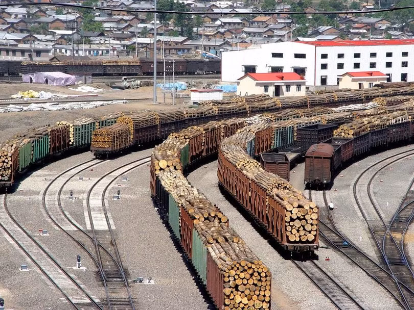Nga là nước cung cấp gỗ nhiều nhất cho Trung Quốc, Ảnh: Đa Chiều