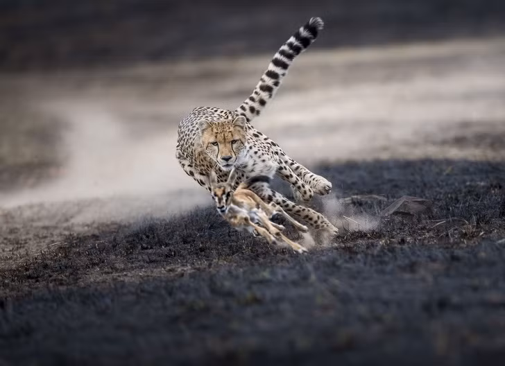 Những bức ảnh đẹp nhất năm 2018 do National Geographic bình chọn ảnh 19 Những bức ảnh đẹp nhất năm 2018 do National Geographic bình chọn ảnh 19