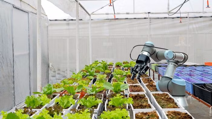 Robot có thể được lập trình để đo độ ẩm, nhiệt độ và mức hấp thụ dinh dưỡng của cây, từ đó lập trình ra phương án chăm bón tự động phù hợp nhất. Robot có thể được lập trình để đo độ ẩm, nhiệt độ và mức hấp thụ dinh dưỡng của cây, từ đó lập trình ra phương án chăm bón tự động phù hợp nhất.