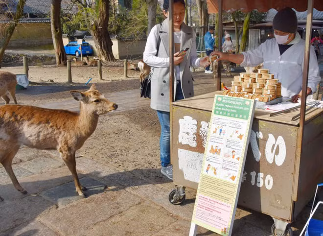 Chỉ nên cho hươu Nara ăn bánh quy senbei Chỉ nên cho hươu Nara ăn bánh quy senbei