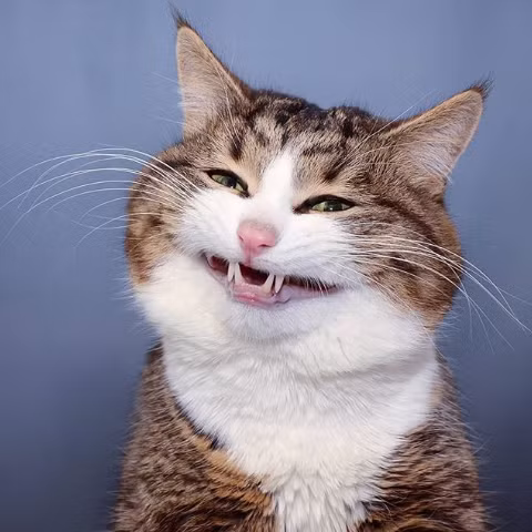 Nguồn: Bright Side