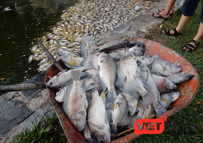 Đà Nẵng, cá chết, trắng hồ, công viên 29/3, ô nhiễm, bất thường, VietTimes