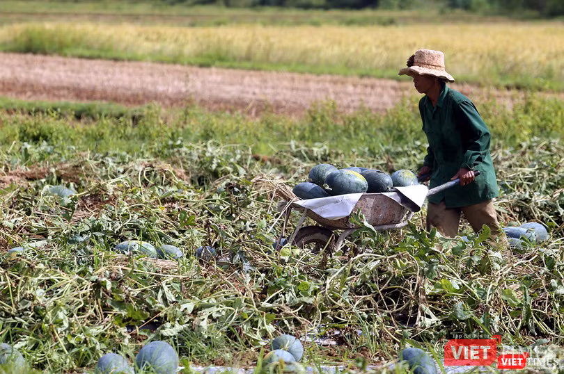 Quảng Nam: “Hắc Mỹ Nhân” chín đầy đồng, người trồng dưa đứng ngồi không yên ảnh 2