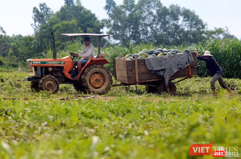 Quảng Nam: “Hắc Mỹ Nhân” chín đầy đồng, người trồng dưa đứng ngồi không yên ảnh 6