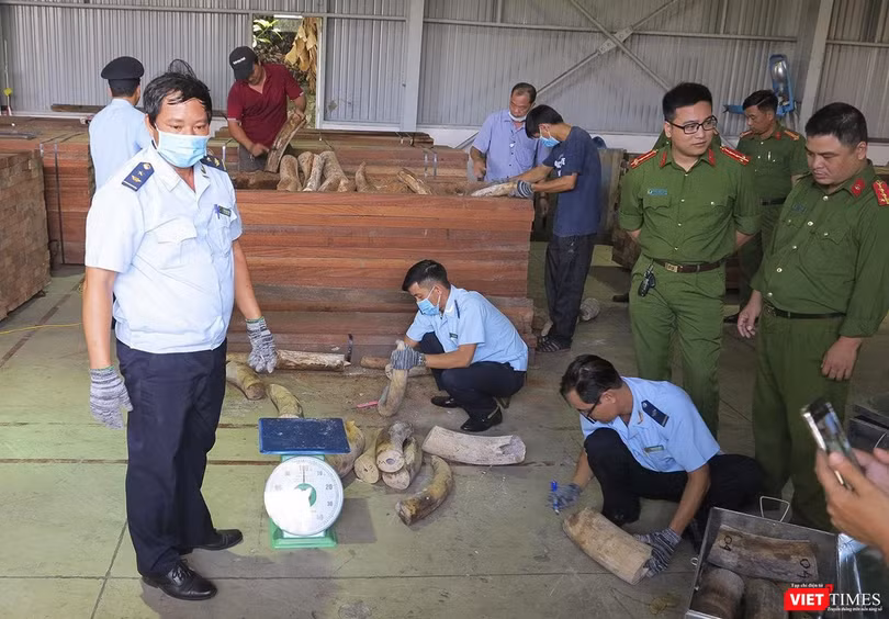 Cơ quan chức năng kiểm đếm lô hàng ngà voi nhậu lậu tại cảng Đà Nẵng