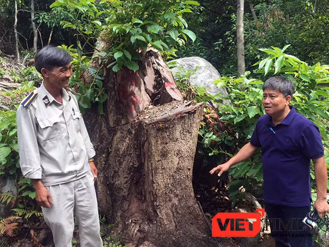 Hiện trường vụ "Xâm hại rừng Sơn Trà"