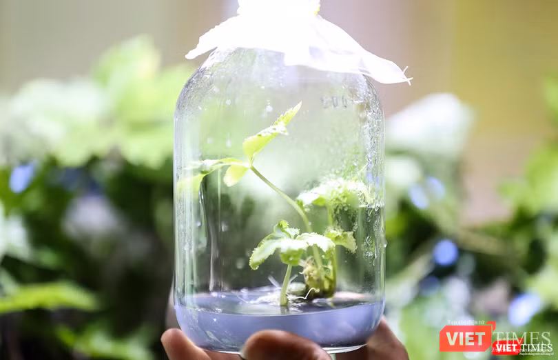 Cây Sâm Ngọc Linh được nhân giống bằng công nghệ nuôi cấy mô nhằm đáp ứng yêu cầu phát triển kinh tế vùng đồng bào dân tộc thiểu số