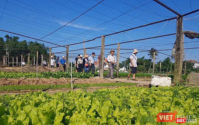Du lịch gắn với nông nghiệp nông thôn nhiều tiềm năng, nhưng phát triển chưa xứng tầm ảnh 3