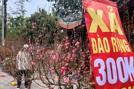 Vì sao tiểu thương giảm giá, ồ ạt thanh lý đào, quất?