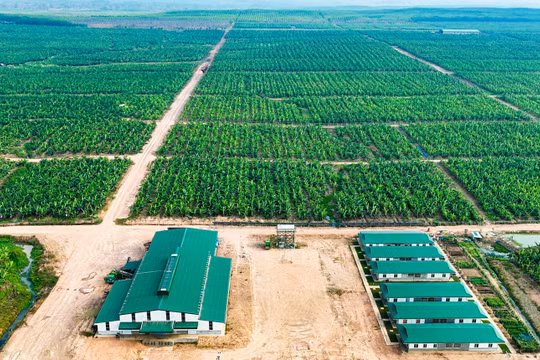 THACO AGRI báo lãi tăng gấp 6 lần