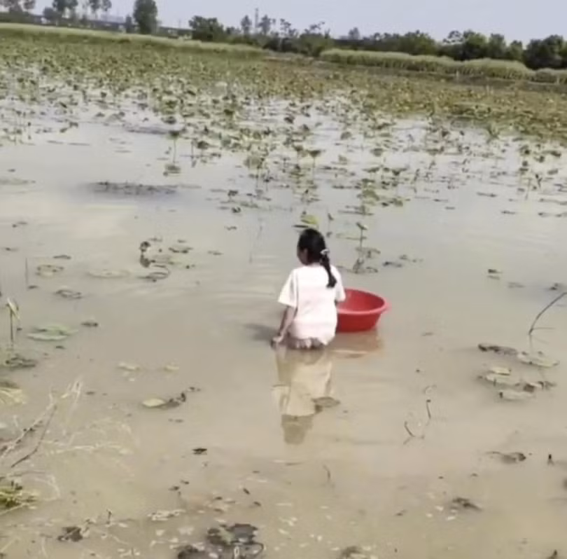 Cô bé làm việc trên cánh đồng sen giữa trời nắng (Ảnh: SCMP)