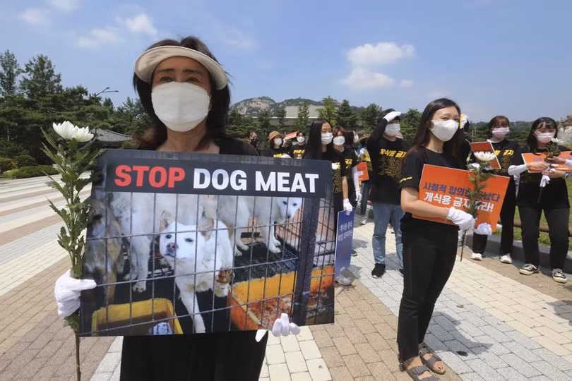 Thịt chó là món ăn truyền thống ở Hàn Quốc nhưng ngày nay nhiều người không còn mặn mà với món này (Ảnh: AP).