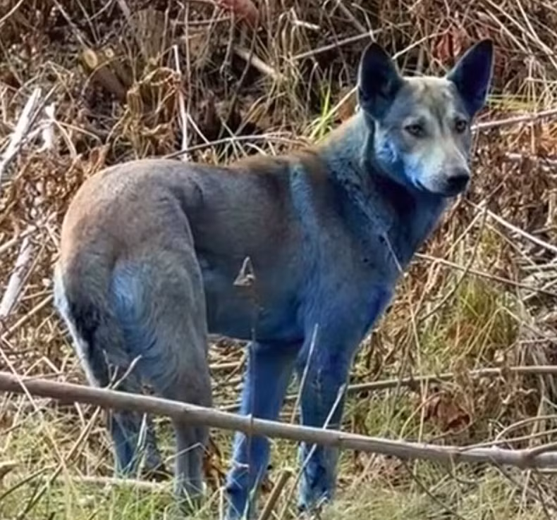 Bí ẩn về những chú chó lông xanh ở Chernobyl đã được giải mã 3.png