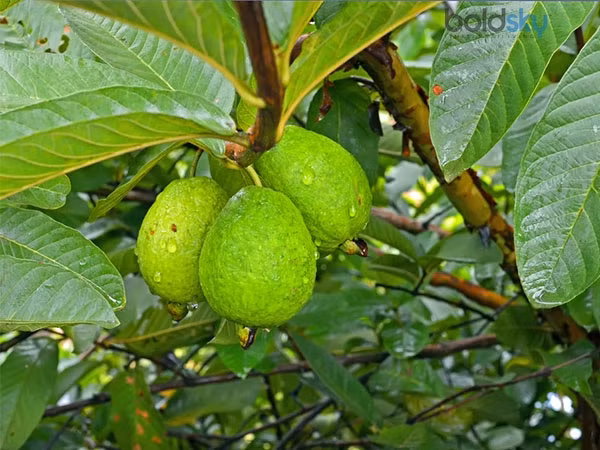 Một trong những công dụng của lá ổi là ngăn ngừa béo phì. Ảnh: Boldsky Một trong những công dụng của lá ổi là ngăn ngừa béo phì. Ảnh: Boldsky