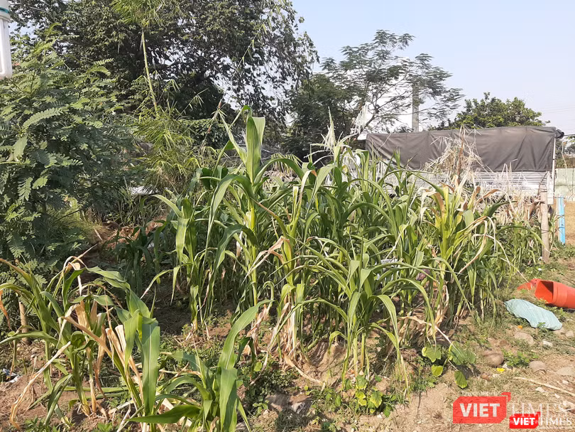 Rẻo đất nhỏ trồng bắp để bán trong dịp Tết Nguyên đán. Ảnh: Nguyễn Trăm