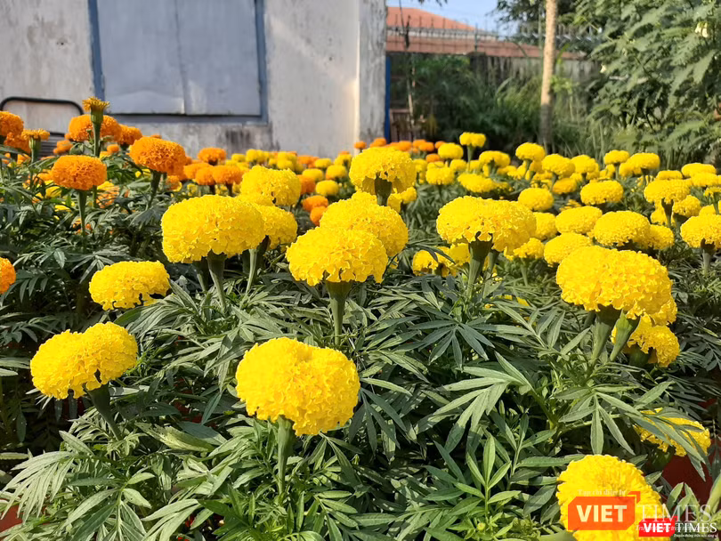 Sau khi bán hết số hoa Vạn Thọ, anh sẽ tiếp tục lấy thêm dừa bán vào những ngày cận Tết. Ảnh: Nguyễn Trăm