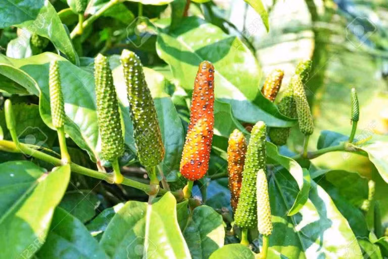 Tiêu lốt (Piper longum Linn) là loại gia vị có chứa thành phần chính là tinh dầu, thường được dùng để điều trị một số bệnh thông thường như: ho, long đờm, dị ứng, kháng viêm. Ảnh minh họa: Internet Tiêu lốt (Piper longum Linn) là loại gia vị có chứa thành phần chính là tinh dầu, thường được dùng để điều trị một số bệnh thông thường như: ho, long đờm, dị ứng, kháng viêm. Ảnh minh họa: Internet