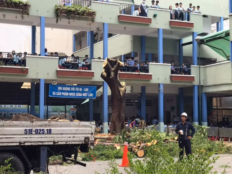 Trường THCS Bạch Đằng cắt hết cây xanh sau sự cố ngày 26/5. Ảnh: Vietnamnet