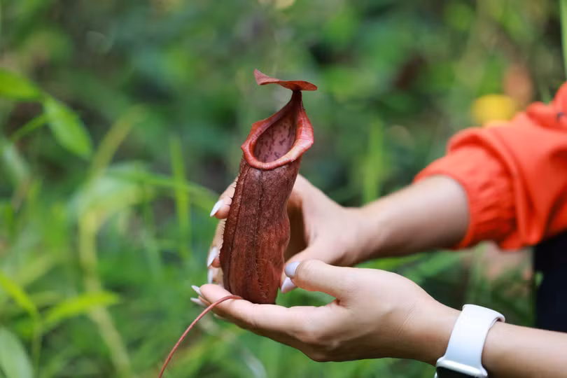 Cơ hội ngắm nhìn thảm thực vật độc đáo với những cây nắp ấm bắt mồi Cơ hội ngắm nhìn thảm thực vật độc đáo với những cây nắp ấm bắt mồi