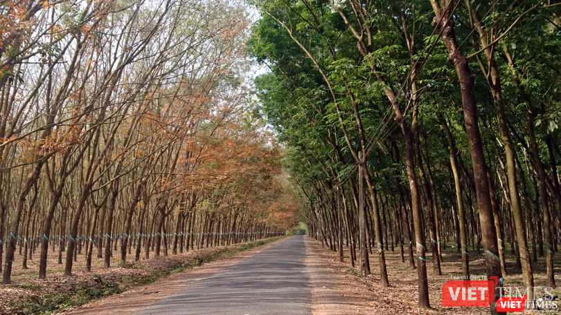 Rừng cao su Tây Ninh năm 2018 (Ảnh: NVCC) Rừng cao su Tây Ninh năm 2018 (Ảnh: NVCC)