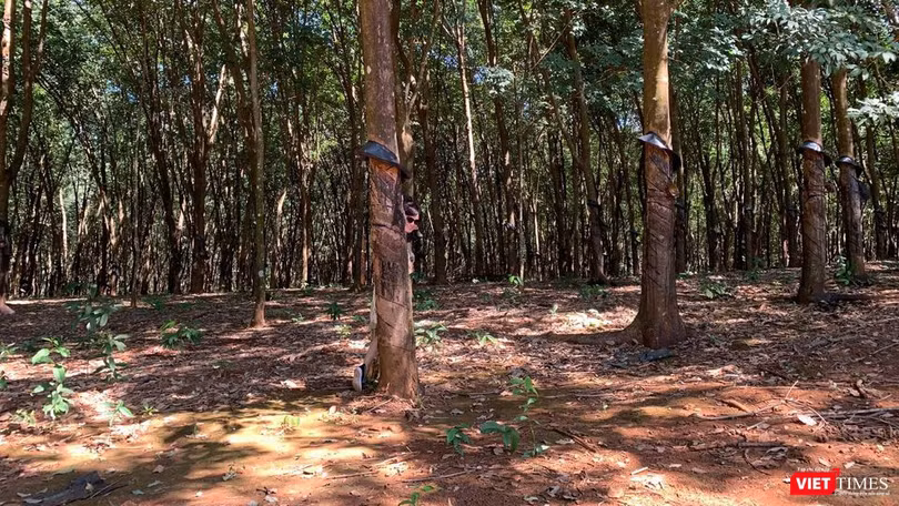 Rừng cao su Việt Nam (Ảnh: Thanh Hằng)