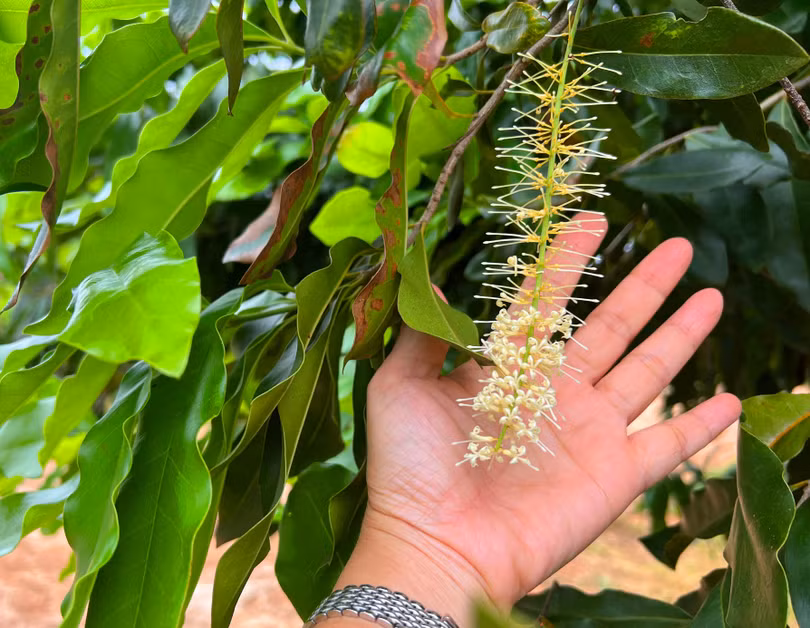 Hoa mắc ca rất thơm, có thể trồng như cây cảnh quan làm đẹp môi trường Hoa mắc ca rất thơm, có thể trồng như cây cảnh quan làm đẹp môi trường