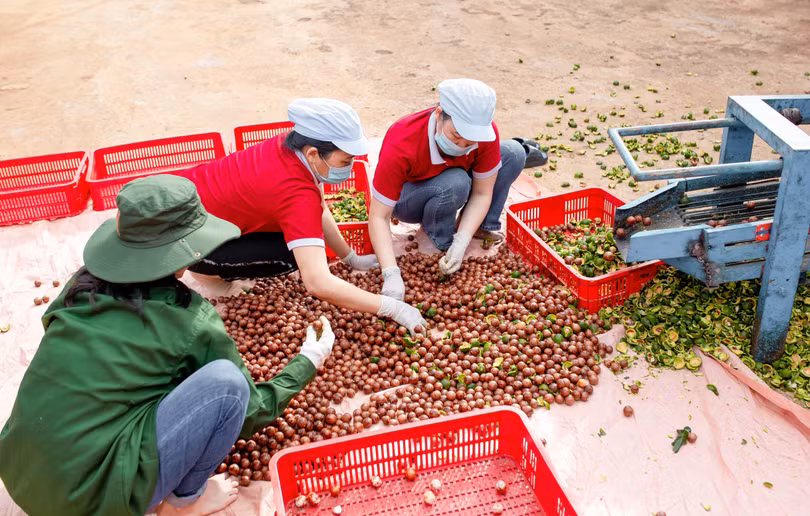 Cứ 2 tạ quả xanh thì xát ra 1 tạ hạt tươi nguyên vỏ cứng, gọi là hạt NIS Cứ 2 tạ quả xanh thì xát ra 1 tạ hạt tươi nguyên vỏ cứng, gọi là hạt NIS