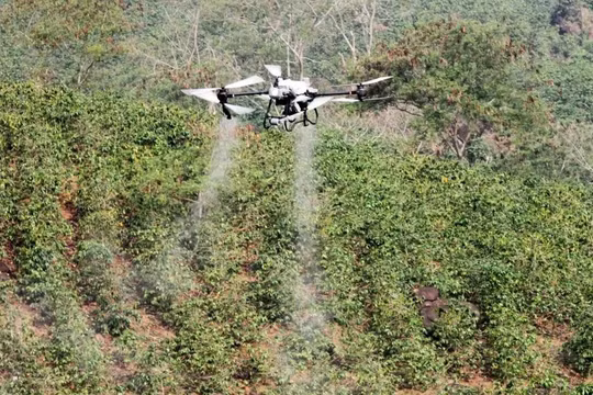 UAV phun phân bón qua lá trên cây cà phê tại hồ Ảng Cang, bản Mánh Đanh (xã Mường Ảng, tỉnh Điện Biên).