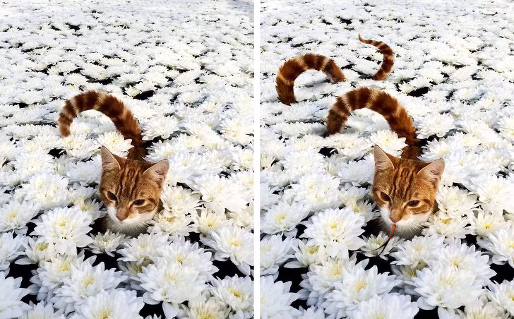 Ảnh: BrightSide
