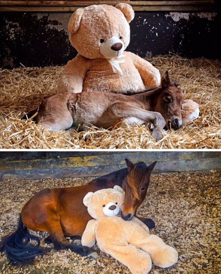 Ảnh: BrightSide Ảnh: BrightSide