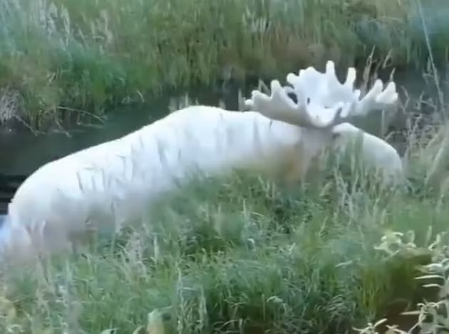 Ảnh: BrightSide Ảnh: BrightSide