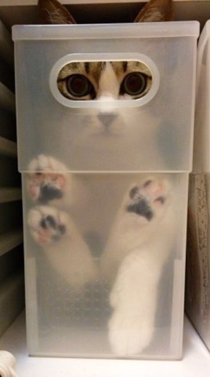 Ảnh: BrightSide Ảnh: BrightSide