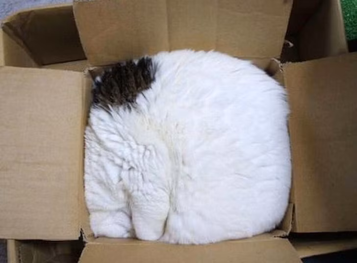 Ảnh: BrightSide Ảnh: BrightSide