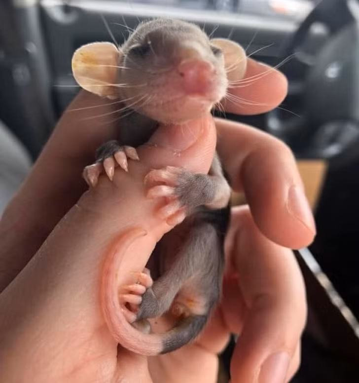 Ảnh: BrightSide Ảnh :BrightSide