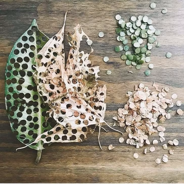 Ảnh: BrightSide Ảnh: BrightSide