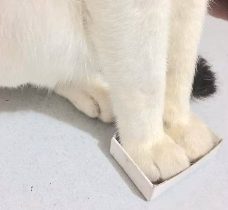 Ảnh: BrightSide Ảnh: BrightSide