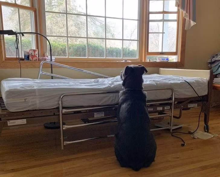 Ảnh: BrightSide Ảnh: BrightSide
