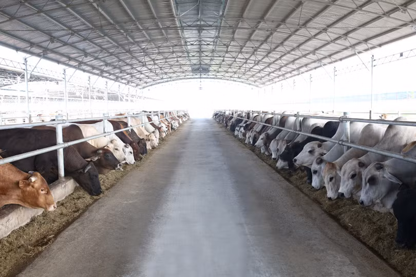 Hòa Phát xây dựng hệ thống chăn nuôi bò Úc hiện đại, khép kín, đáp ứng ổn định nhu cầu trong nước