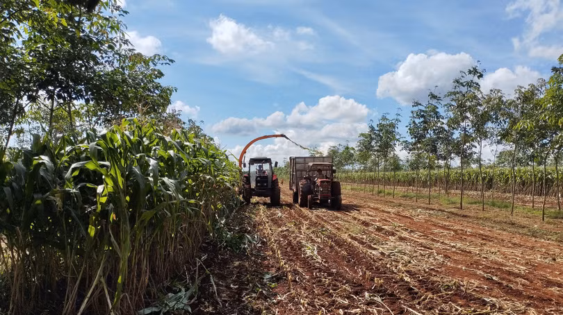 2-py-bio-thu-hoach-bap-cung-ung-cho-thaco-agri.jpg