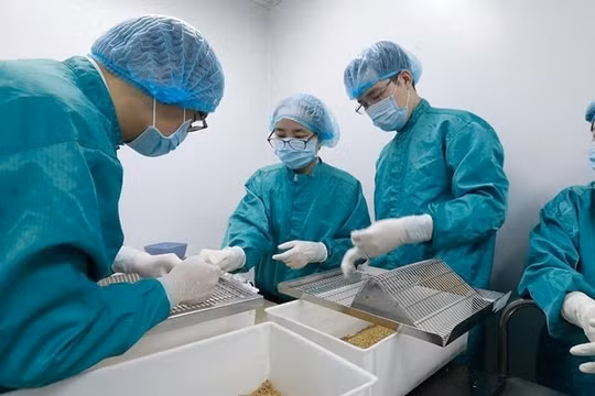 Cảnh báo nguy cơ thiếu thuốc trước biến động toàn cầu 